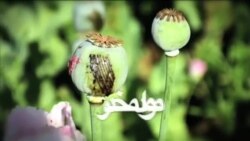 جلوگیری از قاچاق مواد مخدر به ایران در نیمروز