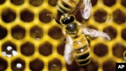FILE - A hive of honeybees appears on display at the Vermont Beekeeping Supply booth at the annual Vermont Farm Show at the Champlain Valley Expo in Essex Junction, Vt.