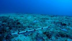 Quiz - Researchers Use Sounds to Call Fish Back to Dead Coral