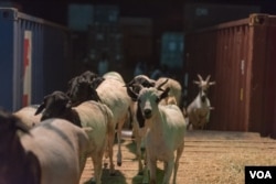 Goats and sheep climb aboard a ship in the Somaliland port of Berbera which will sail for Jeddah, Saudi Arabia, August 16, 2016. (J. Patinkin/VOA)