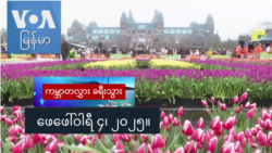 ကျူးလစ်ပန်းတွေ အခမဲ့ဝေတဲ့ နယ်သာလန်ကျူးလစ်ပန်းနေ့