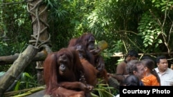 At the Singapore Zoo during its daily 'Jungle Breakfast event (John Beckman/Chicago visitor)