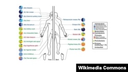 Pemetaan bakteri yang mendominasi tubuh manusia (Foto: ilustrasi National Institute of Health).