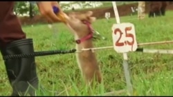 Ось так у Камбоджі треновані щури допомагають знешкоджувати міни. Відео