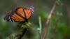 Monarch Butterfly Numbers Drop by 27 Percent in Mexico