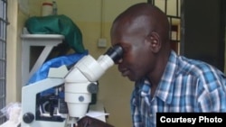 In Tororo lab identifying mosquitos (Credit: Maxwell Kilama)