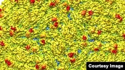 A representation of the surface of the Zika virus is shown. 