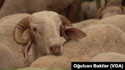 Tarım uzmanları Türkiye’deki hayvan varlığının nüfusu beslemekte yeterli olmadığı görüşünde.