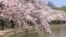 Warung VOA: Menikmati Sakura di Tengah Pandemi
