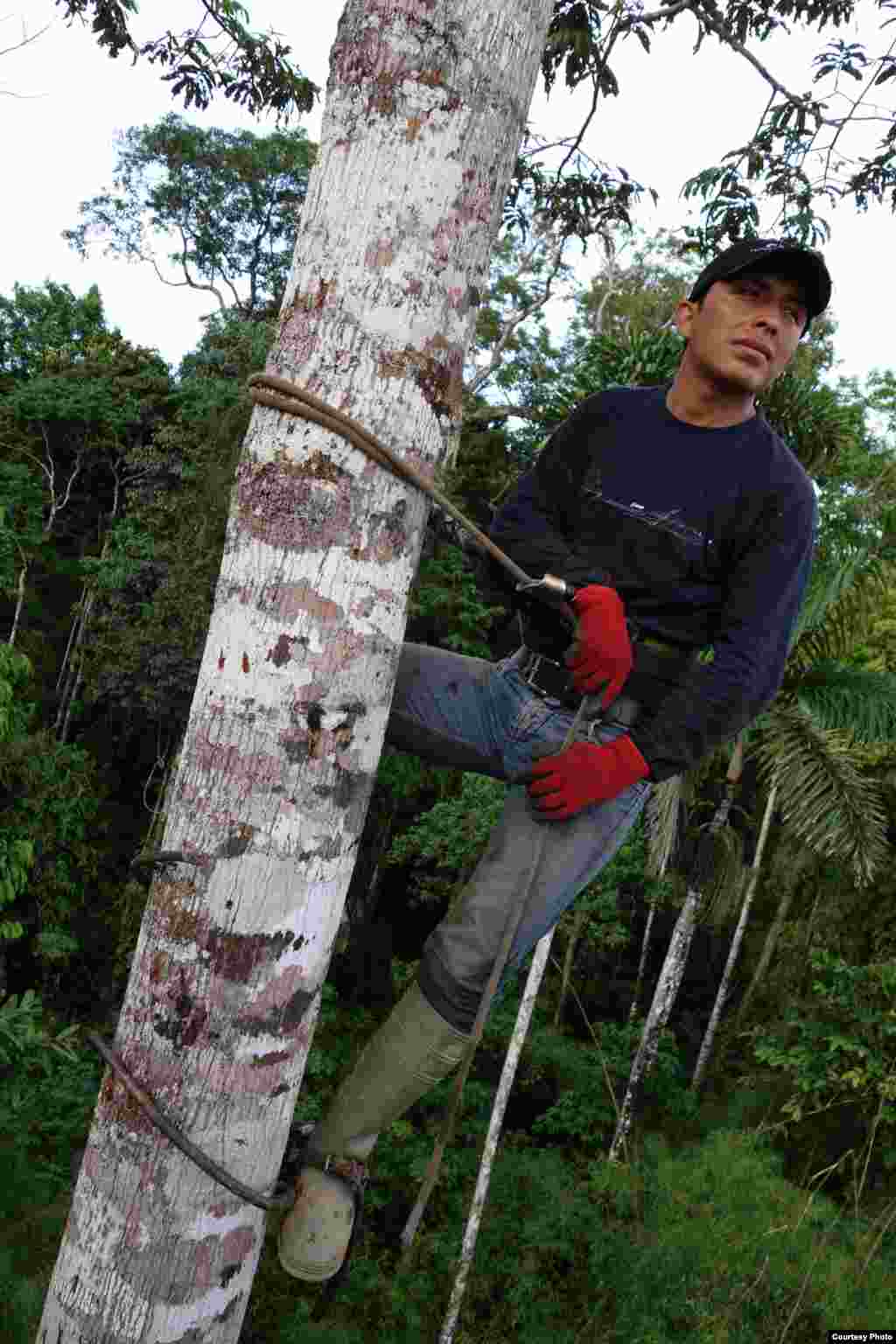 Tree climbers in the Amazon use rope ladders, bridges and towers to get to the canopy and move from canopy to canopy once they are up there. (Greg Asner)