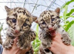 FILE - Baby clouded leopards, born early in March 2015, at the Olmense Zoo in Olmen, Belgium, April 16, 2015. Clouded leopards are among the animals that reside in Botum Sakor National Park in Cambodia.