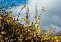 Semak Forsythia bermekaran di depan gereja Votivkirche pada hari musim dingin yang cerah di Wina 10 Januari 2014. (Foto: REUTERS/Heinz-Peter Bader)