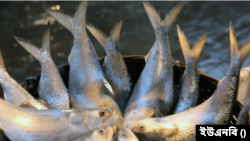 ফাইল ফটোঃ ইলিশ 