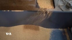 Tehîneya Amêdîyê Bo Amerîkayê Tê Hinardekirin
