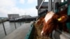 Floating Dutch Cow Farm Aims to Curb Climate Impact