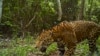 Proteger a los jaguares en bosque más extenso de Mesoamérica es una de las tareas del Servicio de Pesca y Vida Silvestre de Estados Unidos.