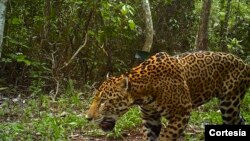Proteger a los jaguares en bosque más extenso de Mesoamérica es una de las tareas del Servicio de Pesca y Vida Silvestre de Estados Unidos.