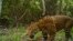 Proteger a los jaguares en bosque más extenso de Mesoamérica es una de las tareas del Servicio de Pesca y Vida Silvestre de Estados Unidos.