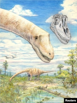 Two of the titanosaurian dinosaur species Sarmientosaurus musacchioi in their approximately 95 million-year-old habitat in southern Chubut Province, central Patagonia, Argentina, with a digital rendering of the skull in the same position as the head of the foreground individual, are seen in an undated artist's rendering. (Courtesy: Mark A. Klingler, Carnegie Museum of Natural History and WitmerLab, Ohio University)