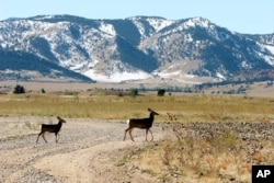 FILE - Deer cross a road stripped of its asphalt at the former Rocky Flats Nuclear Weapons plant near Golden, Colorado, Oct. 13, 2005.