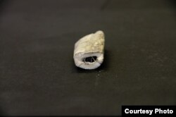 DNA from this small piece of a rib bone from an ancient Taimyr wolf suggest that dogs may have been domesticated 30,000 years ago. (Credit: Love Dalén)