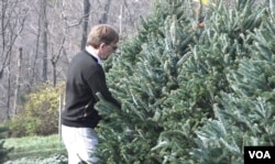 A customer at Krop's Crops in Great Falls, Va., considers various trees.