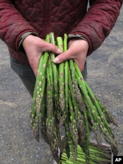 FILE - Laura Zaino, farm manager at Greenmoore Gardens in Port Matilda, Pa., holds freshly picked asparagus to be distributed to the farm's community-supported agriculture customers, May 13, 2013.