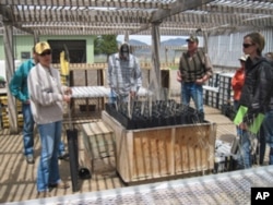 After tamarisk removal, some land managers are turning to an innovative grow-out method called long-stems.