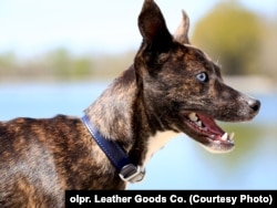 Фірма також працює на ринку товарів для домашніх тварин