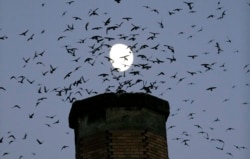 FILE - Scores of Vaux's Swifts come in for a landing with the moon in the background for an evening roost in the old, brick chimney at Chapman Elementary School in Portland, Ore., Tuesday, Sept. 13, 2016. (AP Photo/Don Ryan)