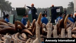 FILE - Workers destroy illegal ivory in Dongguan, southern Guangdong province, China, Jan. 6, 2014. 
