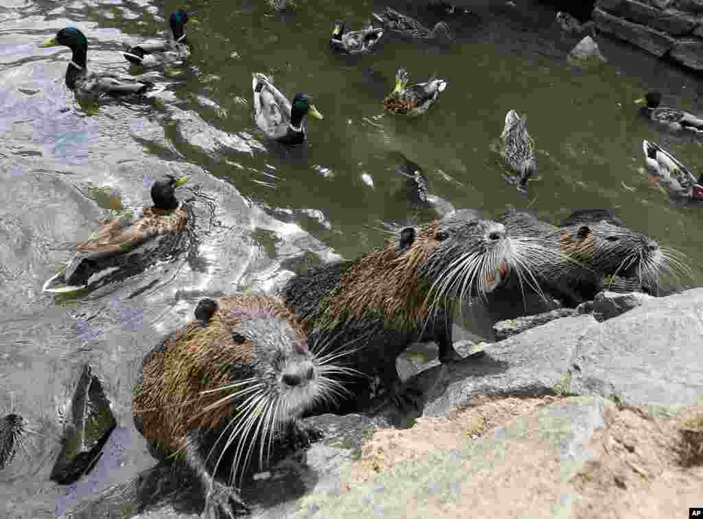 Nutria atau sejenis tikus sungai tampak berkumpul di sebuah sungai kecil di Frankfurt, Jerman.