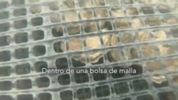 Costas vs Cambio climático: acidificación, la amenaza de las ostras- versión larga