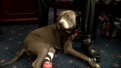 US Group Calls for Greater Care of Military Dogs