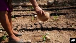 Cleotilde Garcia uses half of a dried gourd to water her newly planted corn seedlings in Shalagua, in Guatemala's eastern state of Chiquimula, June 1, 2016. Local farmers say it has been four years since there was enough rain in the area known as the "dry corridor."