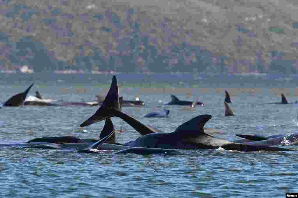 A pod of whales, believed to be pilot whales, is seen stranded on a sandbar at Macquarie Harbour, near Strahan, Tasmania, Australia.