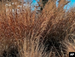 This image shows the dry winter state of a kind of grass in Oyster Bay, NY on February 21, 2022. (Jessica Damiano via AP)