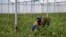 FILE - Farm worker Josephine Nyangaresi cuts roses to be thrown away at Maridadi Flowers farm in Naivasha, Kenya, March 19, 2020. With lockdowns and border restrictions around the world because of the coronavirus, the flower industry has slumped. 