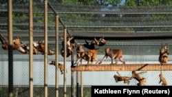 Rhesus macaques at Tulane National Primate Research Center, May 14, 2021 (REUTERS/Kathleen Flynn)