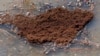 Australian Lawmakers Probe Impact of Fire Ants