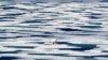 FILE - In this Saturday, July 22, 2017, file photo, a polar bear stands on the ice in the Franklin Strait in the Canadian Arctic Archipelago. The U.N.’s climate chief Patricia Espinosa says deadlines set by some of the world's top polluters to end…