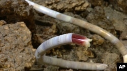 This image provided by the NOAA Okeanos Explorer Program shows the first live tubeworm seen at a hydrothermal vent site in Atlantic waters during the August 2011 expedition.