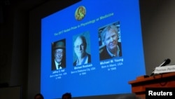 The names of Jeffrey C. Hall, Michael Rosbash and Michael W. Young are displayed during a news conference to announce the winner of the Nobel Prize in Physiology or Medicine 2017, in Stockholm, Sweden, Oct. 2, 2017. 