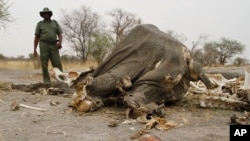 FILE - a game ranger stands next to a rotting elephant carcass poisoned by poachers with cyanide in Hwange National Park in Zimbabwe, Sept. 29, 2013. 
