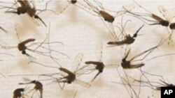 Researchers have genetically engineered mosquitoes to boost their immune system, thereby blocking transmission of the disease to humans.