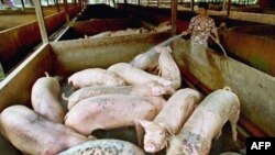 Bệnh lỡ mồm long móng đánh vào những động vật có móng chẻ như trâu bò, heo, nai, dê và cừu