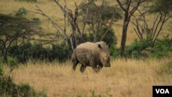 A rhino in Nairobi National Park, Kenya, September 20, 2012. (J. Craig/VOA)