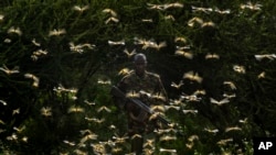 FILE - Ranger Gabriel Lesoipa is surrounded by desert locusts as he and a ground team relay the coordinates of the swarm to a plane spraying pesticides, in Nasuulu Conservancy, northern Kenya, Feb. 1, 2020.
