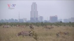 ផ្លូវរថភ្លើងថ្មីដែលចិនសង់នៅកេនយ៉ាប៉ះពាល់ដល់តំបន់អភិរក្សសត្វព្រៃ