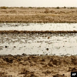 In the SRI fields, a very shallow layer of water is brought into the plot after planting, just enough to cover the soil. This helps the plants to better connect their roots with the soil